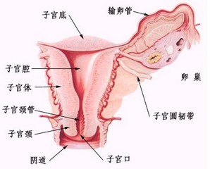 患有輕度慢性宮…