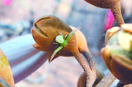 景區現“人面蜘蛛”：人臉線條清晰(圖)