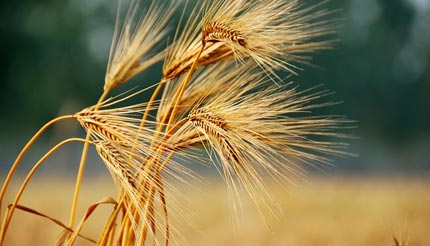 芒種是什么意思