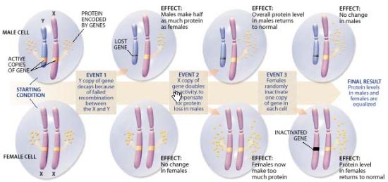 兒子的智商是由媽媽決定的嗎