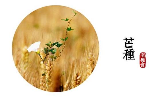 芒種節氣該做什么