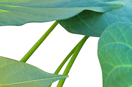 幽門螺旋桿菌可以吃水果嗎 水果也有刺激性嗎？