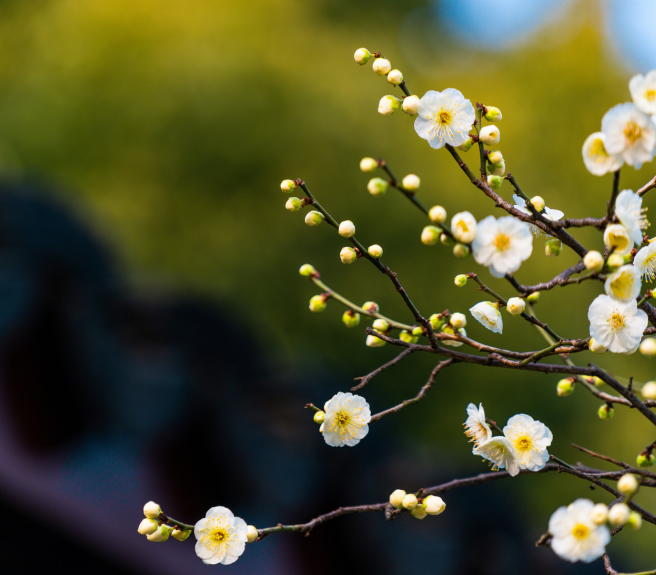 2020春分是幾月幾日幾時(shí)幾分幾秒