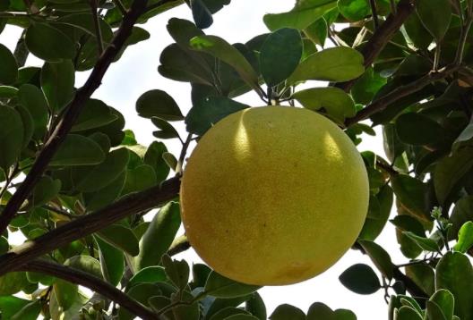 坐月子可以吃柚子嗎