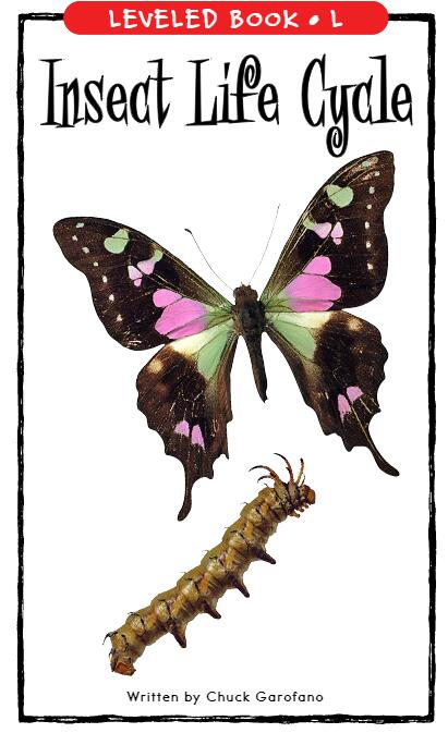 《Insect Life Cycle》RAZ分級(jí)閱讀繪本pdf資源免費(fèi)下載