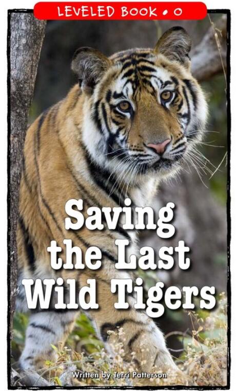 《Saving the Last Wild Tigers》RAZ分級繪本pdf資源免費下載