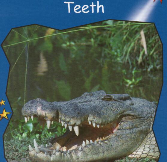 《Teeth》紅火箭分級繪本pdf資源免費下載