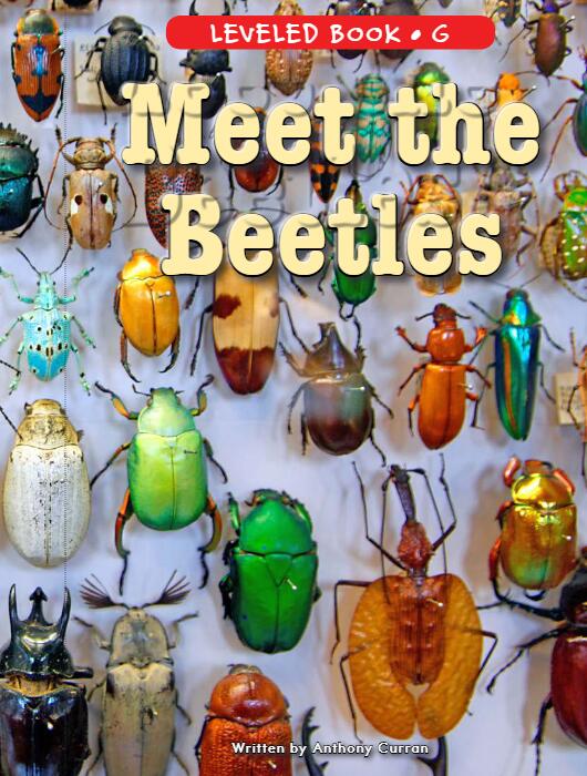 《Meet the Beetles》RAZ分級繪本pdf資源免費下載