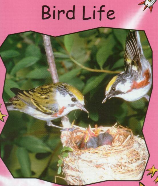 《Bird Life》紅火箭分級繪本pdf資源免費下載