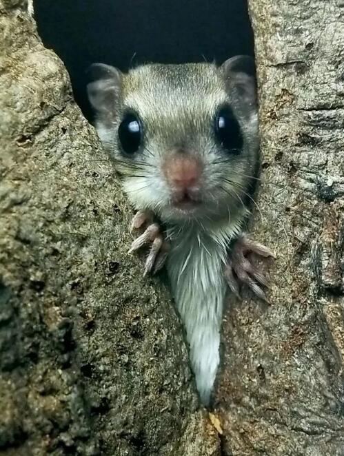 《The Fantastic Fling Squirrel》大貓英語繪本pdf資源免費下載