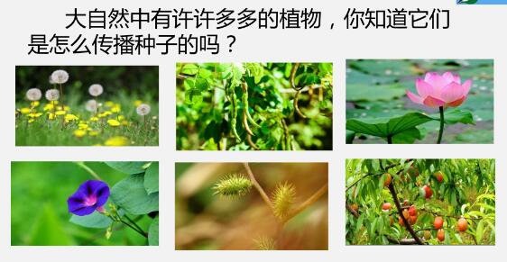 2021年部編版二年級上冊第3課《植物媽媽有辦法》PPT課件資源免費下載