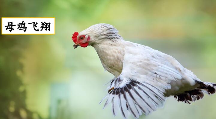 2021年部編版三年級下冊習作：這樣想象真有趣PPT課件免費下載