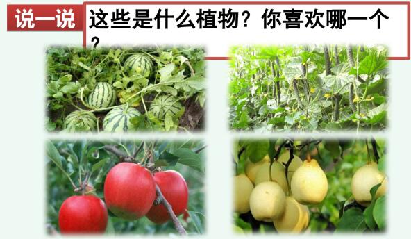 2021年部編版三年級下冊習作：我的植物朋友PPT課件免費下載