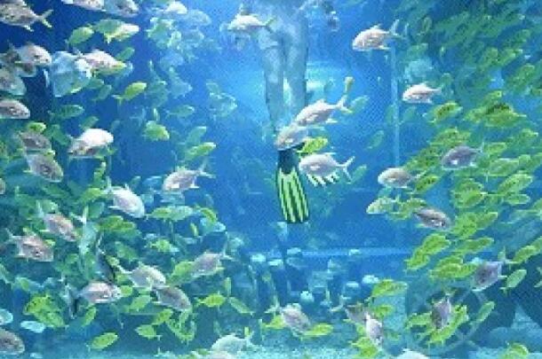 2021年部編版三年級(jí)下冊(cè)第23課《海底世界》PPT課件資源免費(fèi)下載