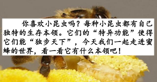 2021年部編版三年級(jí)下冊(cè)第14課《蜜蜂》PPT課件資源免費(fèi)下載