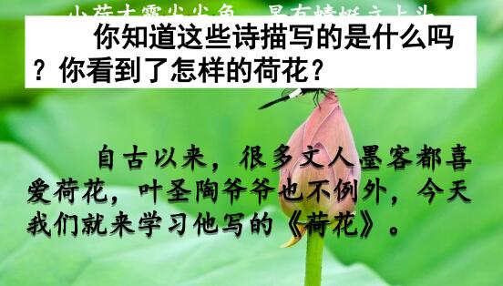 2021年部編版三年級下冊第3課《荷花》PPT課件資源免費下載