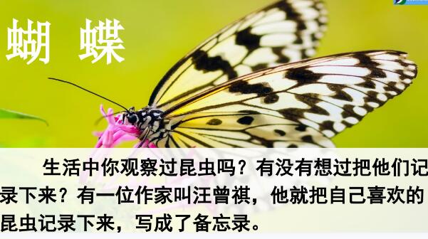 2021年部編版三年級下冊第4課《昆蟲備忘錄》PPT課件資源免費下載