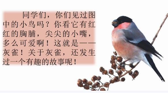 2021年部編版三年級上冊第26課《灰雀》PPT課件資源免費下載
