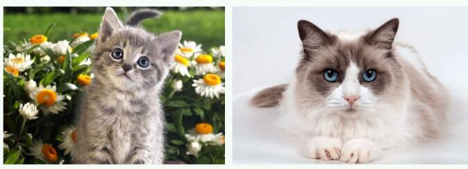 2021年部編版四年級下冊第13課《貓》PPT課件資源免費下載