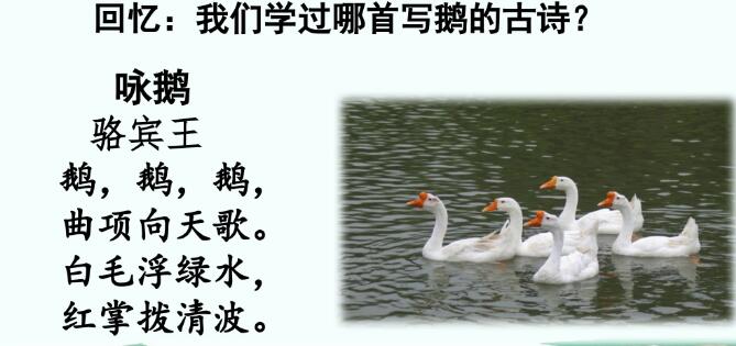 2021年部編版四年級下冊第15課《白鵝》PPT課件資源免費下載