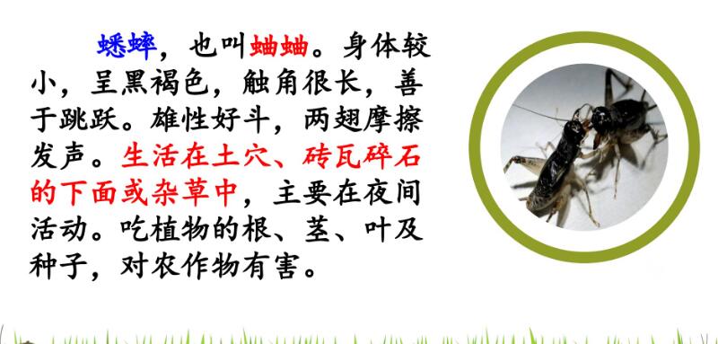 四年級上冊第11課《蟋蟀的住宅》PPT課件資源免費下載