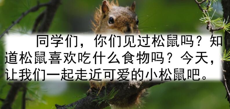 五年級上冊第17課《松鼠》PPT課件百度網盤資源免費下載