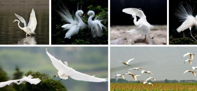 五年級上冊第1課《白鷺》PPT課件百度網盤資源免費下載