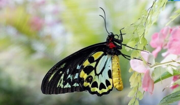 二年級下冊第22課《小毛蟲》PPT課件資源免費下載