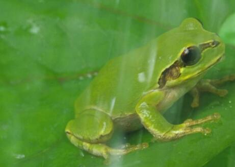 二年級下冊第21課《青蛙賣泥塘》PPT課件資源免費下載