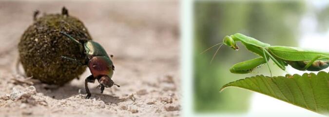 二年級下冊第11課《我是一只小蟲子》PPT課件免費下載