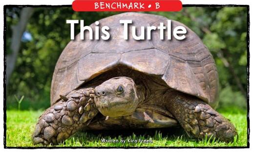 《This Turtle》英語繪本翻譯及pdf資源百度云下載