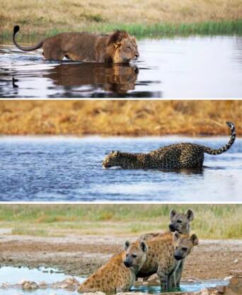 《At the Watering Hole》Raz分級繪本翻譯及pdf資源下載