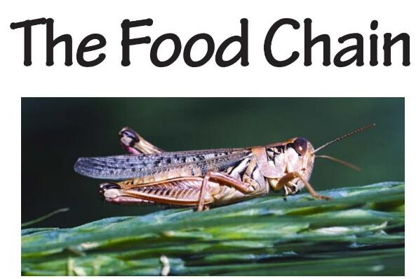 《The Food Chain》RAZ繪本翻譯及pdf資源下載