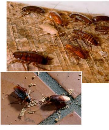 《Cockroaches》raz繪本翻譯及pdf資源下載