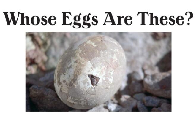 《Whose Eggs Are These》繪本原文翻譯及pdf資源下載