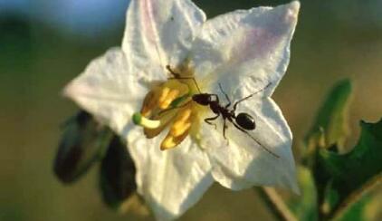 《Ants,Ants,and More Ants》繪本翻譯及pdf資源下載