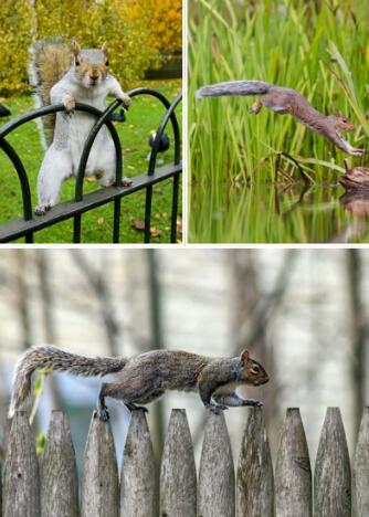 《Squirrel Acrobats》raz繪本翻譯及pdf資源下載