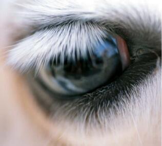 《Animal Eyes》raz繪本翻譯及pdf資源免費下載