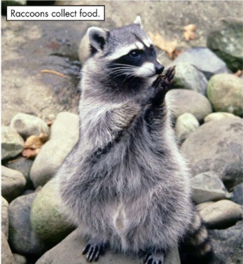 raz分級閱讀Hibernation繪本PDF+音頻資源免費下載