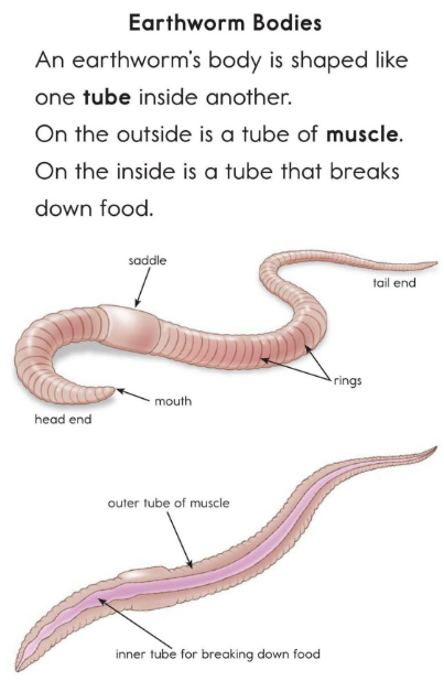 Wiggly Worms繪本PDF+音頻百度網(wǎng)盤免費(fèi)下載