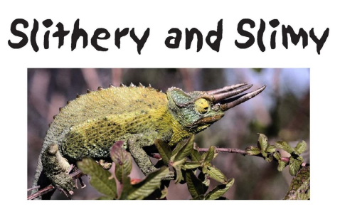 Slithery and Slimy英語繪本電子版+音頻百度網盤免費下載