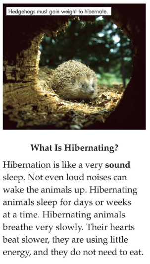 Hibernation繪本PDF+MP3百度云免費下載