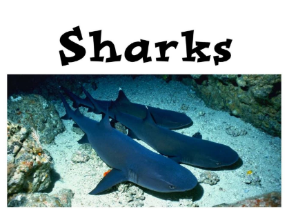 Sharks繪本PDF+音頻資源免費下載