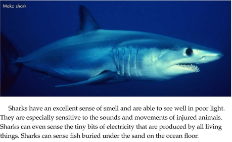 Sharks繪本電子書+MP3百度網(wǎng)盤免費下載