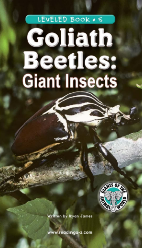Goliath Beetles Giant Insects繪本PDF+MP3百度網(wǎng)盤免費(fèi)下載
