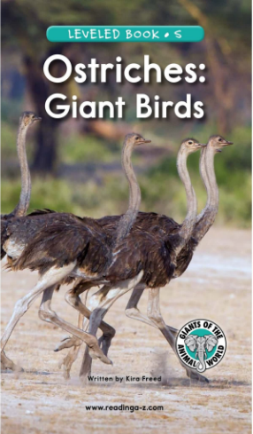 Ostriches Giant Birds繪本PDF+MP3百度網(wǎng)盤免費(fèi)下載