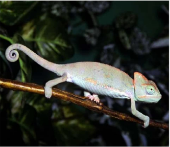 Camouflage繪本PDF+MP3百度網(wǎng)盤免費(fèi)下載