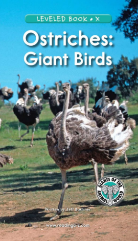 raz x級閱讀Ostriches Giant Birds繪本PDF+音頻百度網盤免費下載
