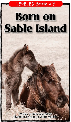 raz Y級閱讀Born on Sable Island繪本PDF+音頻百度網盤免費下載
