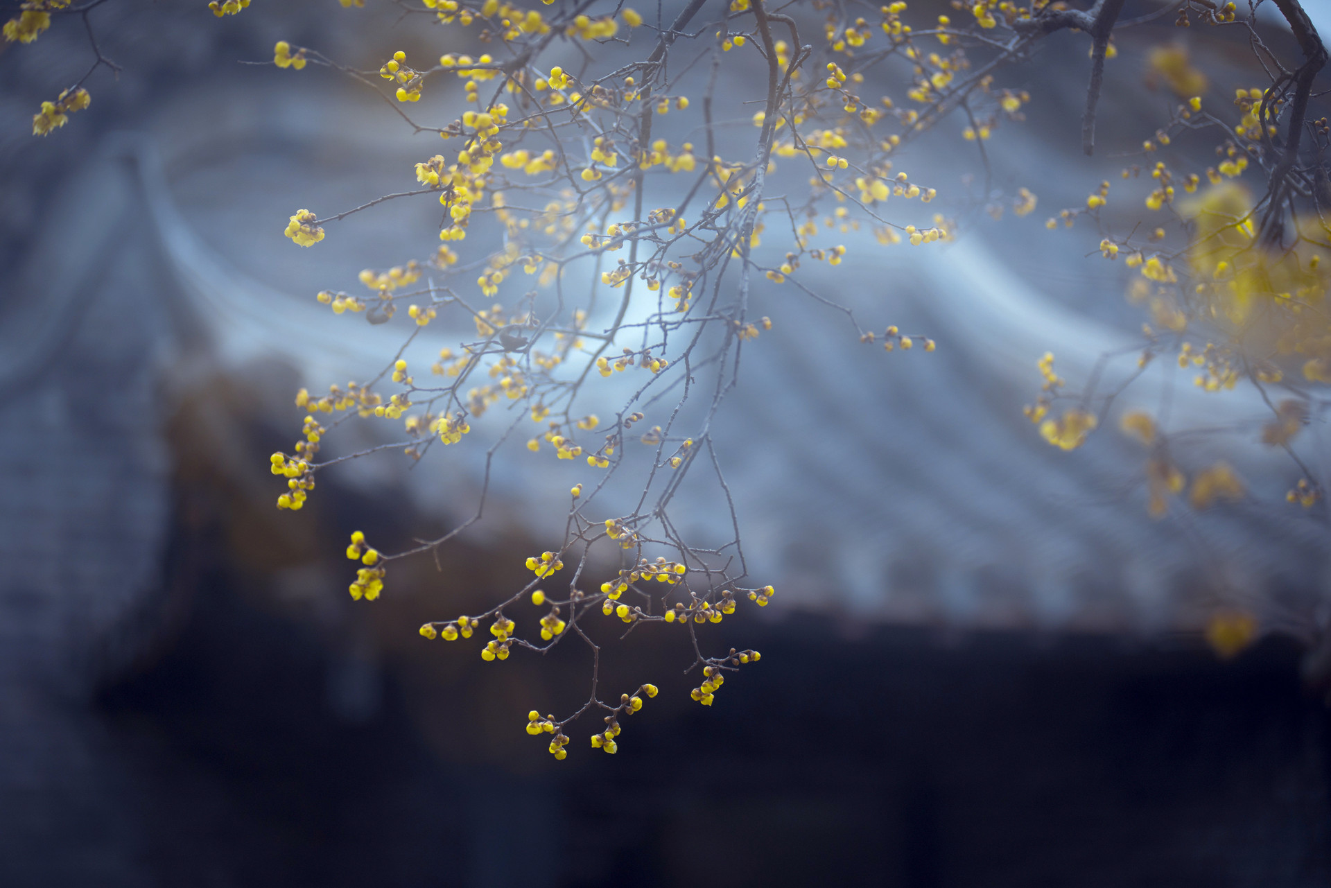 2022年立春是五九尾還是六九頭